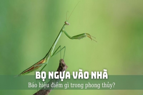 con-ngua-troi-bay-vao-nha-la-diem-gi