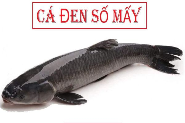 nam-mo-thay-ca-den-la-diem-gi