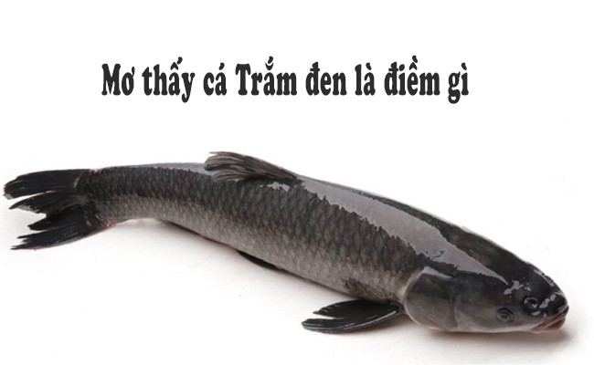 nam-mo-thay-ca-den-la-diem-gi
